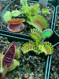 Image 3 of Venus Fly Trap Pin