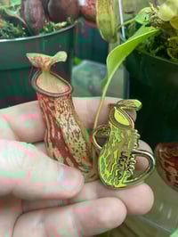 Image 2 of Pitcher Plant Enamel Pin