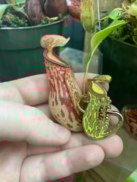 Image 2 of Carnivorous Plant Pin Set 