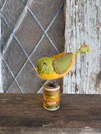 Image 2 of Sweet Pea