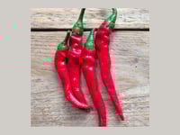 Image 2 of SAATGUT Cayenne Long Slim Hot Pepper (Spanischer Pfeffer)