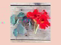 Image 2 of SAATGUT Blue Pepe Nasturtium (Kapuzinerkresse)