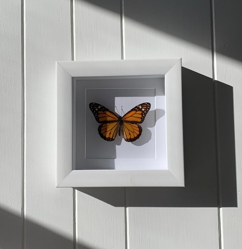 Image of Monarch Butterfly