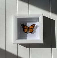 Image 4 of Monarch Butterfly