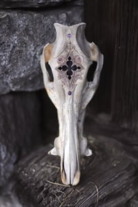 Image 3 of Teschio di Cinghiale🌙 -finestra gotica e ametista-