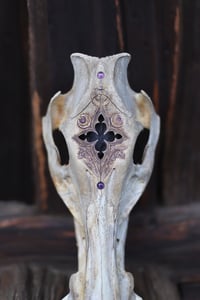 Image 1 of Teschio di Cinghiale🌙 -finestra gotica e ametista-