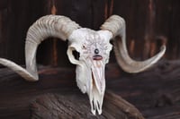 Image 3 of Teschio di Ariete -The Sun🌞-