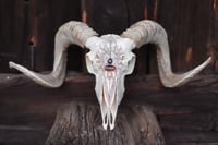 Image 1 of Teschio di Ariete -The Sun🌞-