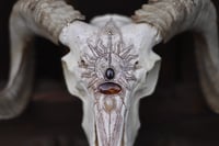 Image 4 of Teschio di Ariete -The Sun🌞-