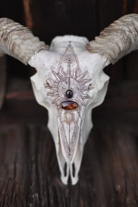 Image 2 of Teschio di Ariete -The Sun🌞-