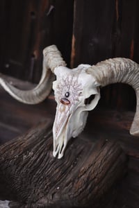 Image 5 of Teschio di Ariete -The Sun🌞-