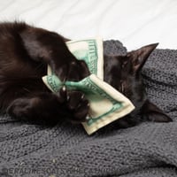 Image 3 of Catnip Crinkle Cash