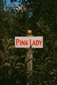 Pink Lady