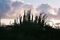 Cactus Clouds