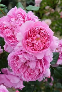 Image 1 of PRIMA VISTA ROSE