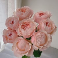 Image 1 of KATHERINE ROSE