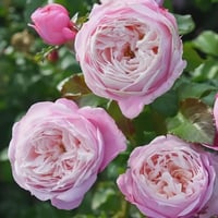 Image 1 of PIROUETTE ROSE