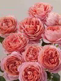 Image 1 of ROMANTIC ANTIKE ROSE