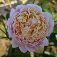 Image 1 of MILLEFIORI ROSE