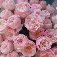 Image 1 of MANSFIELD PARK ROSE