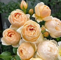 Image 1 of JUDE THE OBSCURE ROSE (Ausjo)