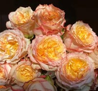 Image 1 of CITY GARDEN ROSE