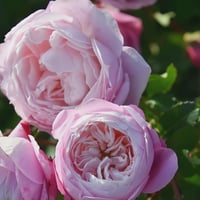 Image 2 of PIROUETTE ROSE