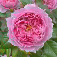 Image 2 of PRIMA VISTA ROSE