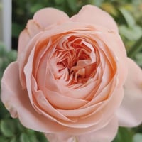 Image 2 of KATHERINE ROSE