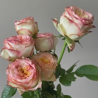 Image 2 of CITY GARDEN ROSE