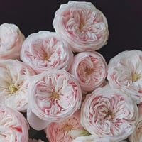 Image 2 of MANSFIELD PARK ROSE