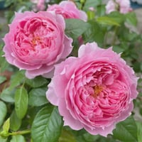 Image 3 of PRIMA VISTA ROSE
