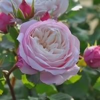 Image 3 of PIROUETTE ROSE