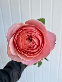 Image 3 of ROMANTIC ANTIKE ROSE