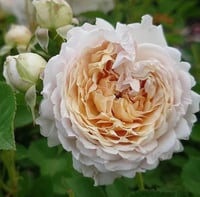 Image 4 of MILLEFIORI ROSE