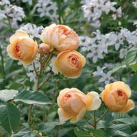 Image 3 of JUDE THE OBSCURE ROSE (Ausjo)