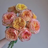 Image 3 of CITY GARDEN ROSE