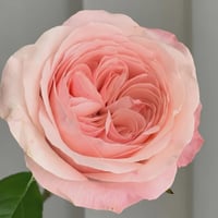 Image 3 of KATHERINE ROSE