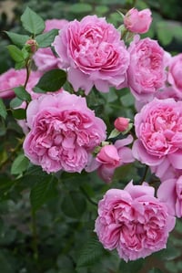 Image 4 of PRIMA VISTA ROSE