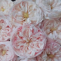 Image 3 of MANSFIELD PARK ROSE