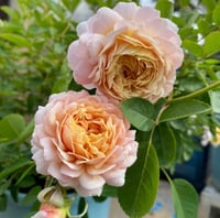 Image 5 of MILLEFIORI ROSE