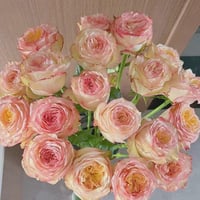 Image 4 of CITY GARDEN ROSE