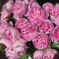 Image 4 of PIROUETTE ROSE