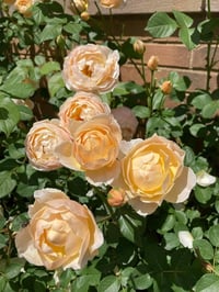 Image 4 of JUDE THE OBSCURE ROSE (Ausjo)