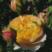 Image 4 of CHARLOTTE ROSE (Auspoly)