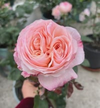 Image 4 of KATHERINE ROSE