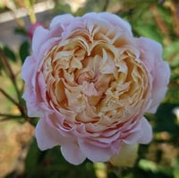 Image 6 of MILLEFIORI ROSE