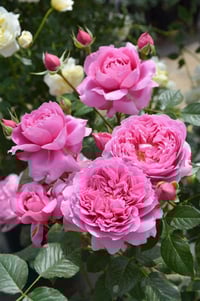 Image 5 of PRIMA VISTA ROSE