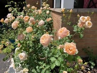 Image 5 of JUDE THE OBSCURE ROSE (Ausjo)