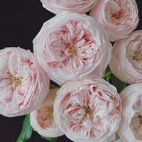 Image 4 of MANSFIELD PARK ROSE